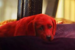 Clifford: Il grande cane rosso (2021) - Recensione | Asbury Movies