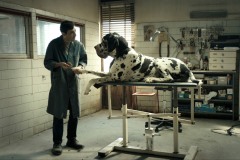 Dogman (2018) di Matteo Garrone - Recensione | ASBURY MOVIES