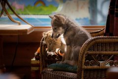 Il lupo e il leone (2021) di Gilles de Maistre - Recensione | Asbury Movies