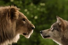 Il lupo e il leone (2021) di Gilles de Maistre - Recensione | Asbury Movies