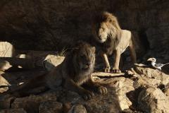 Il re leone (2019) - Jon Favreau - Recensione | ASBURY MOVIES