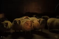 Lamb, un'inquietante immagine del film di Valdimar Jóhannsson