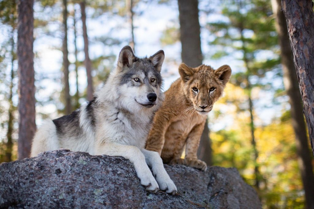 Il lupo e il leone recensione